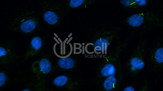 ARL13B (Human) (ARL2L1) HiRe Antibody - Western Blot Validated