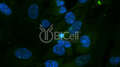 Centrin-2 Antibody - FFPE Validated