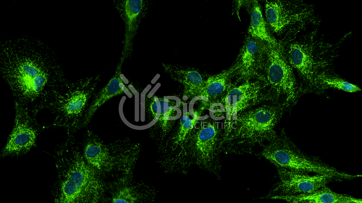 VAMP1 (SYB1) HiRe Antibody - Western Blot Validated