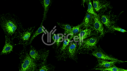 VAMP1 (SYB1) HiRe Antibody