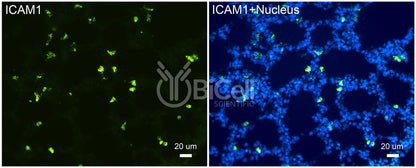 ICAM1 (CD54) Antibody