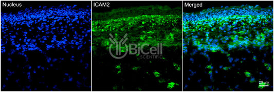 ICAM2 (CD102) Antibody - Western Blot Validated