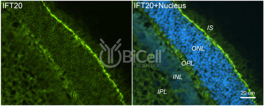 IFT20 Antibody