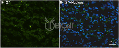 IFT27 (BBS19) Antibody - Western Blot Validated