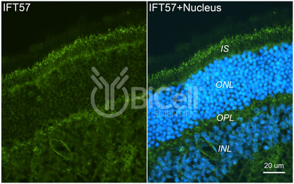 IFT57 Antibody