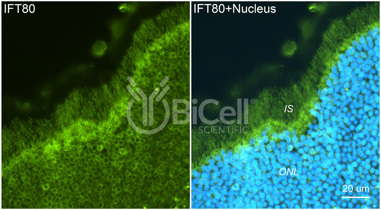 IFT80 Antibody