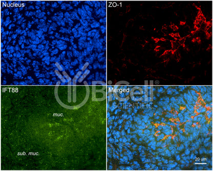 IFT88 Antibody - Western Blot Validated