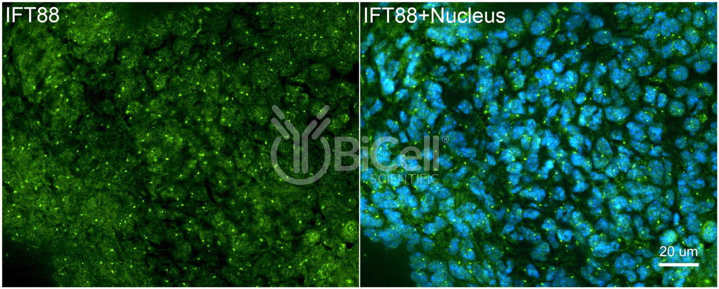 IFT88 Antibody