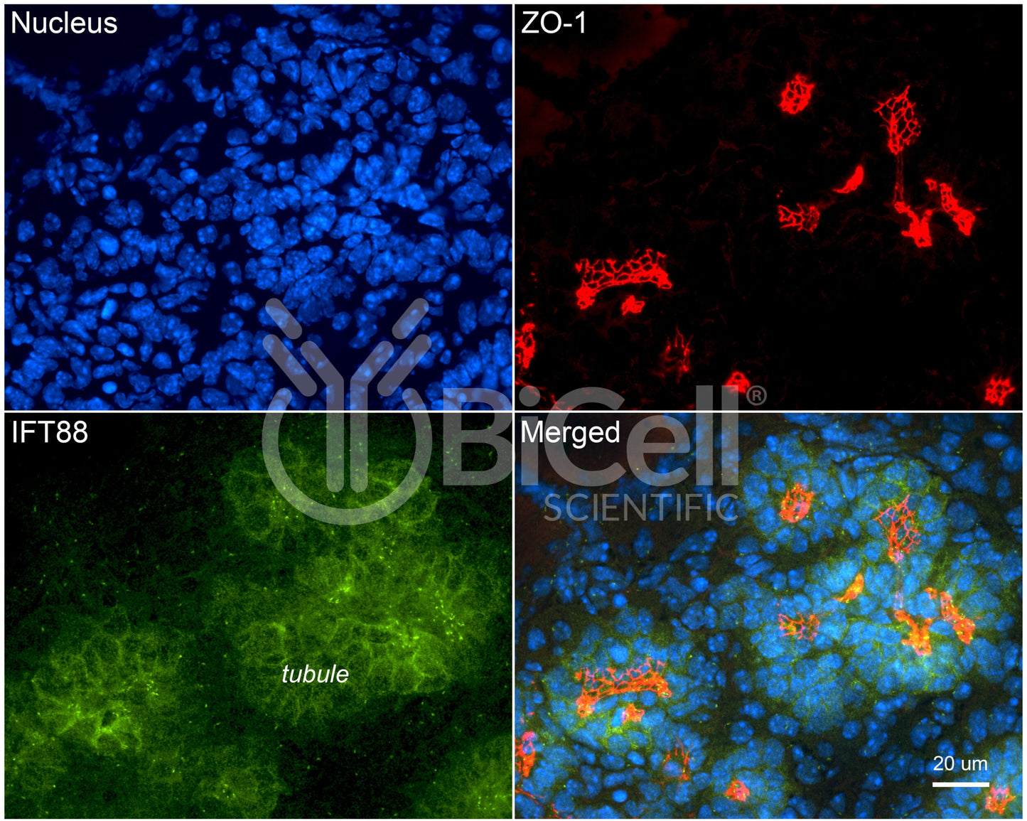 IFT88 Antibody - Western Blot Validated