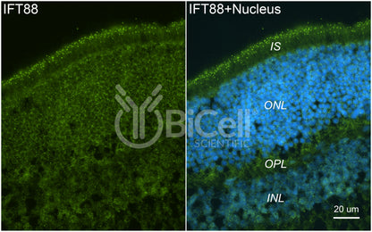 IFT88 Antibody - Western Blot Validated