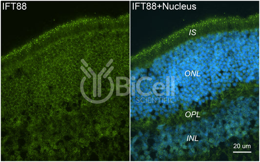 IFT88 Antibody - Western Blot Validated