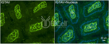Integrin alpha-V (ITGAV or CD51) Antibody