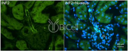 INF2 Antibody