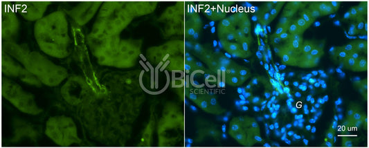 INF2 Antibody