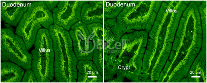 Integrin alpha-3 (ITGA3 or CD49c) Antibody - FFPE Validated