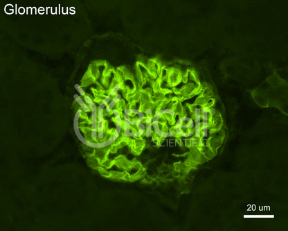 Integrin alpha-3 (ITGA3 or CD49c) Antibody - FFPE Validated