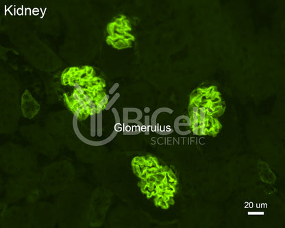 Integrin alpha-3 (ITGA3 or CD49c) Antibody - Western Blot Validated
