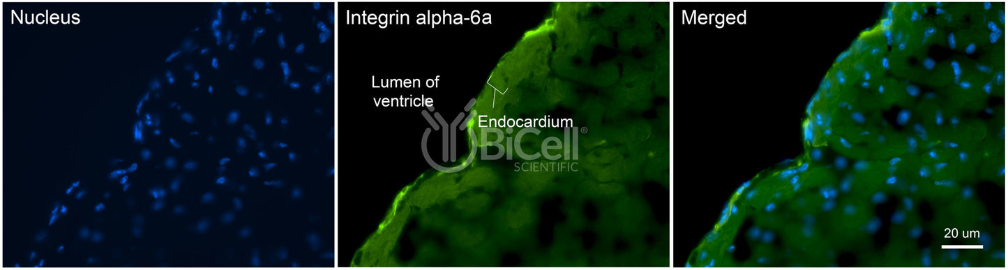 Integrin alpha-6a (ITGA6a or CD49f) Antibody - Western Blot Validated