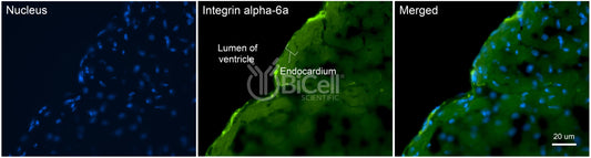 Integrin alpha-6a (ITGA6a or CD49f) Antibody