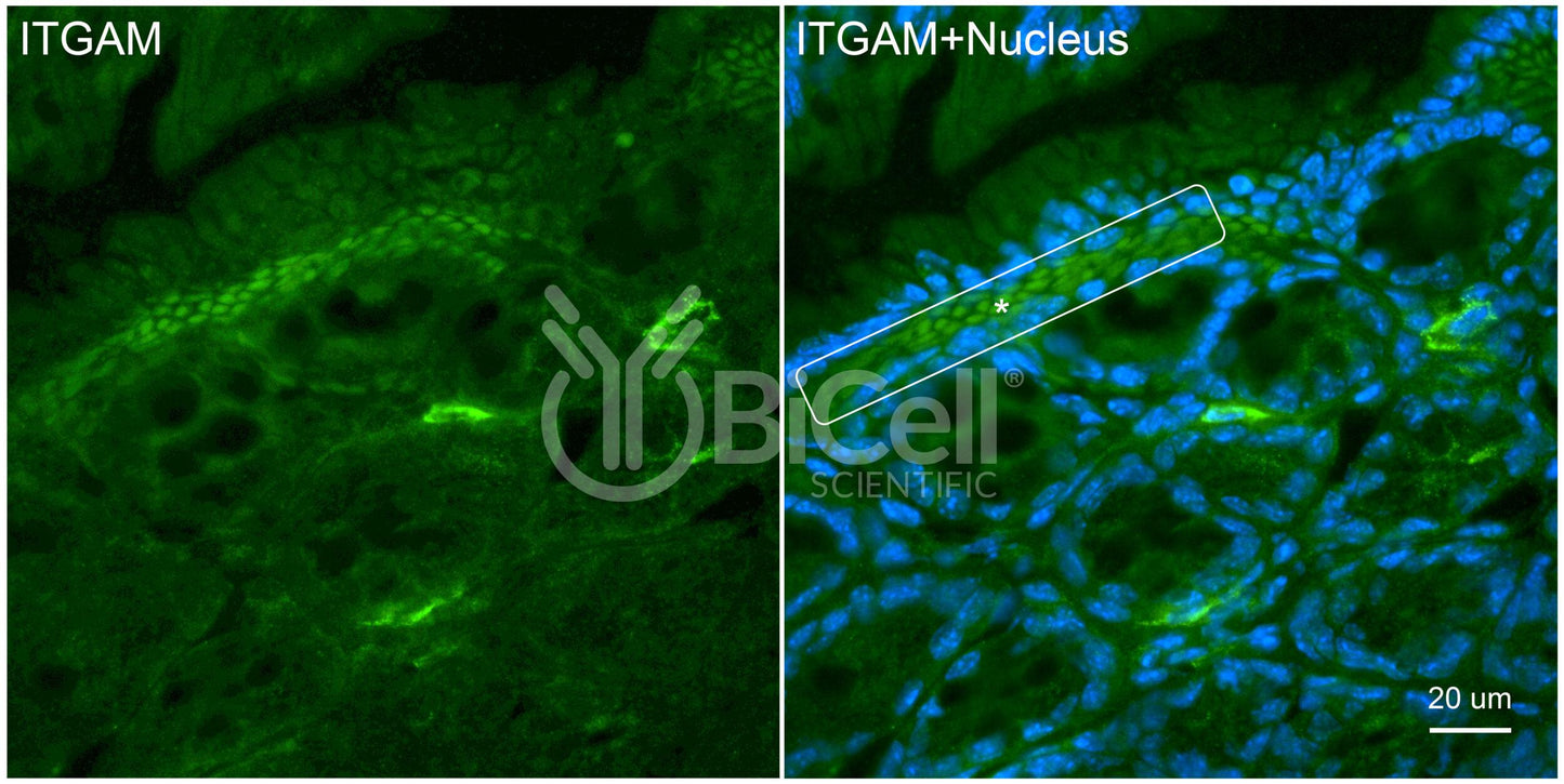 Integrin alpha-M (ITGAM or CD11b) Antibody
