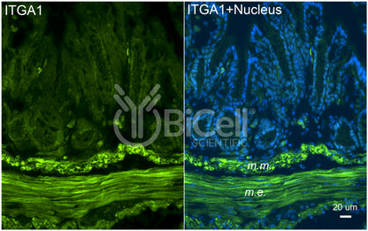 Integrin alpha-1 (ITGA1 or CD49a) Antibody - Western Blot Validated