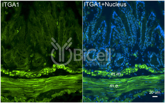Integrin alpha-1 (ITGA1 or CD49a) Antibody - Western Blot Validated