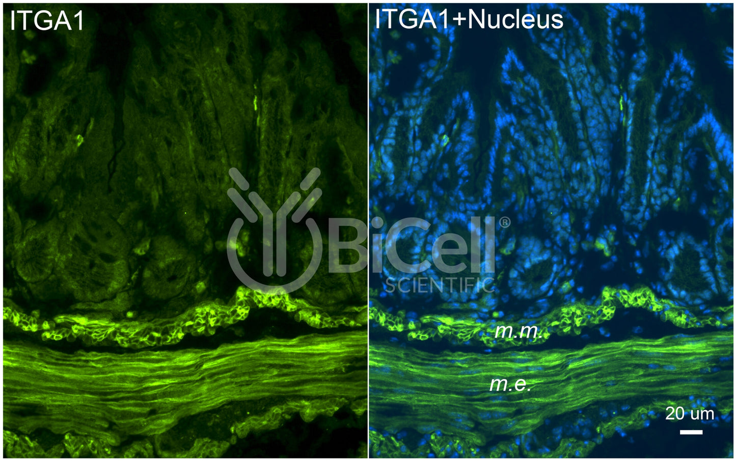Integrin alpha-1 (ITGA1 or CD49a) Antibody