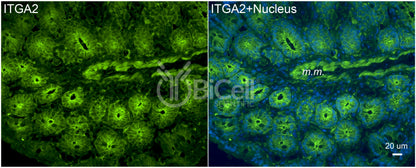 Integrin alpha-2 (ITGA2 or CD49b) Antibody