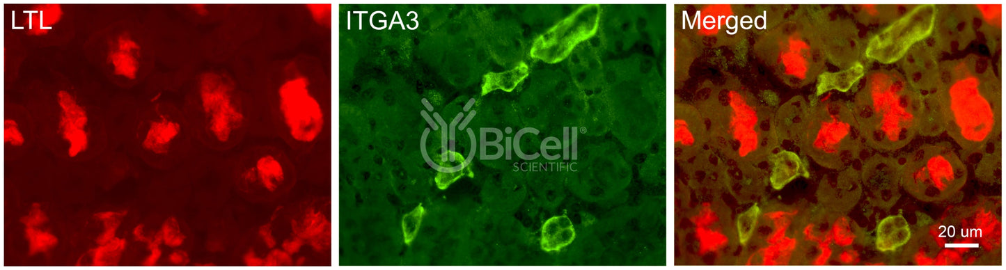 Integrin alpha-3 (ITGA3 or CD49c) Antibody - Western Blot Validated