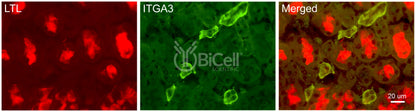 Integrin alpha-3 (ITGA3 or CD49c) Antibody - Western Blot Validated