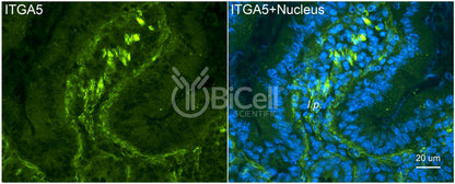 Integrin alpha-5 (ITGA5 or CD49e) Antibody