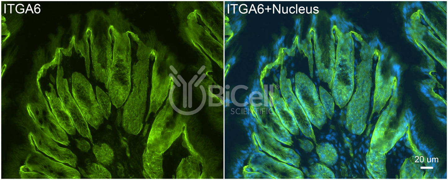 Integrin alpha-6 (ITGA6 or CD49f) Antibody - FFPE Validated