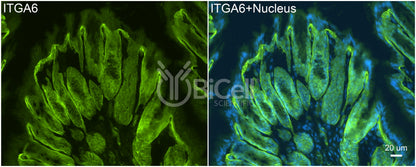 Integrin alpha-6 (ITGA6 or CD49f) Antibody - FFPE Validated