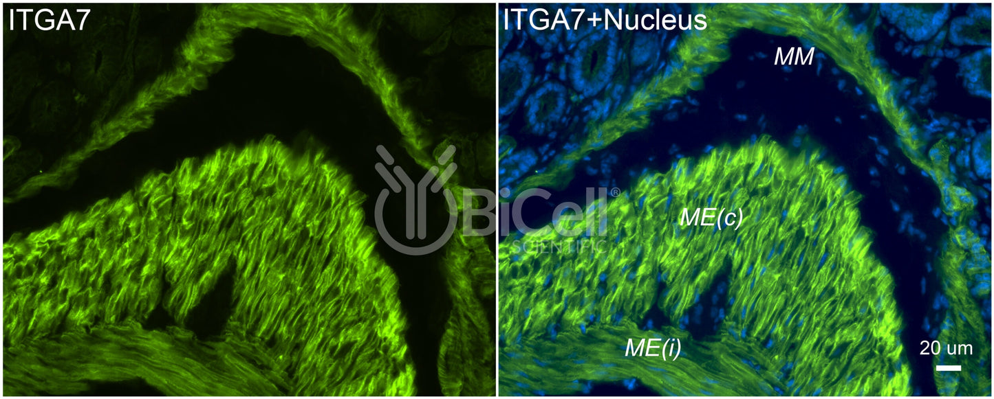 Integrin alpha-7 (ITGA7) Antibody - Western Blot Validated