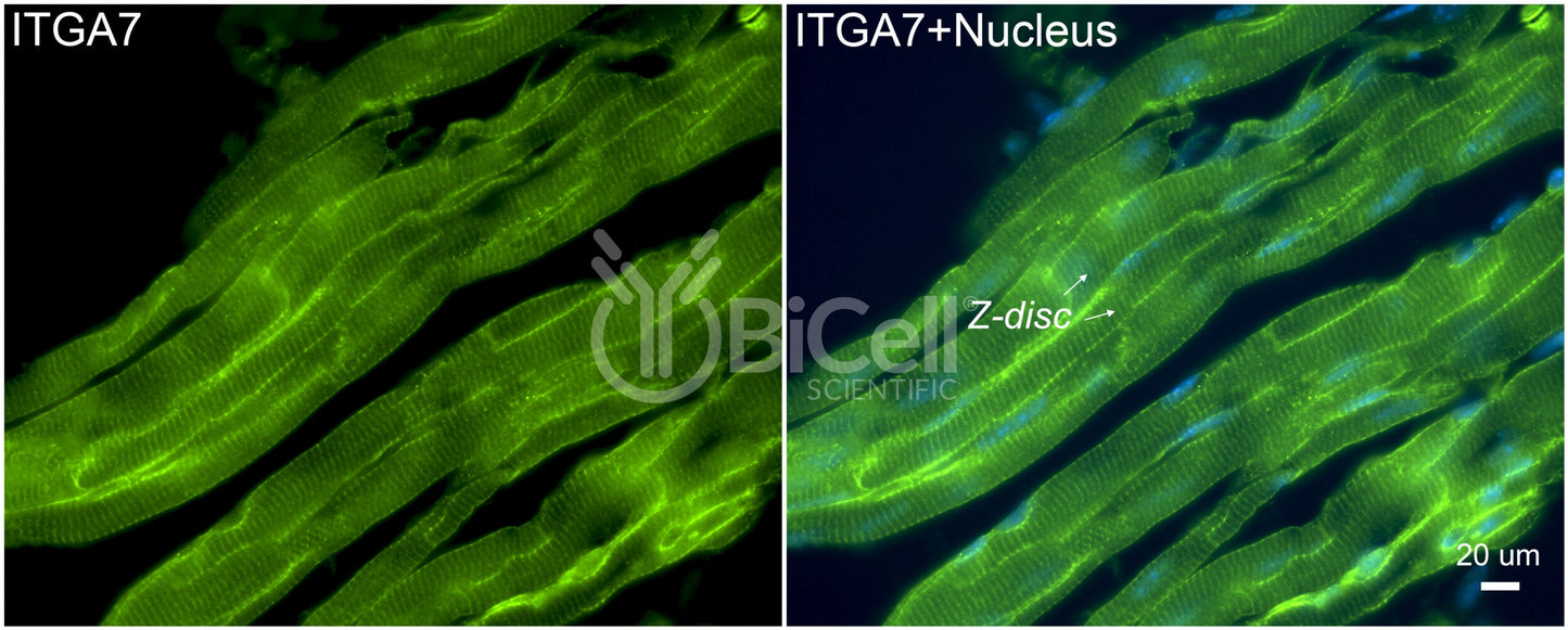 Integrin alpha-7 (ITGA7) Antibody