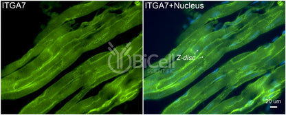 Integrin alpha-7 (ITGA7) Antibody