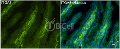 Integrin alpha-8 (ITGA8) Antibody - Western Blot Validated