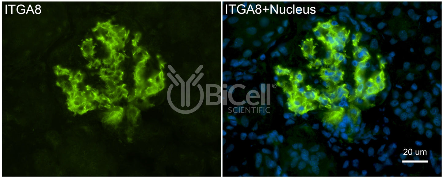 Integrin alpha-8 (ITGA8) Antibody