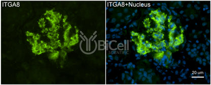 Integrin alpha-8 (ITGA8) Antibody