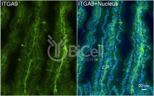 Integrin alpha-9 (ITGA9) Antibody - Western Blot Validated