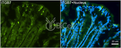 Integrin beta-7 (ITGB7) Antibody