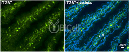 Integrin beta-7 (ITGB7) Antibody