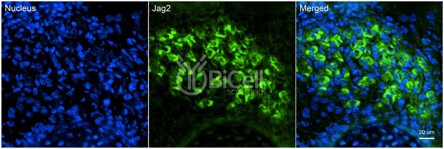 JAG2 Antibody - Western Blot Validated
