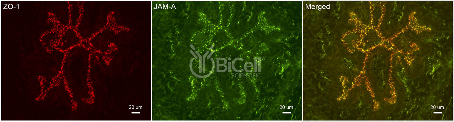 JAM-A (F11R or CD321) Antibody - Western Blot Validated