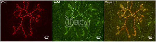 JAM-A (F11R or CD321) Antibody - Western Blot Validated