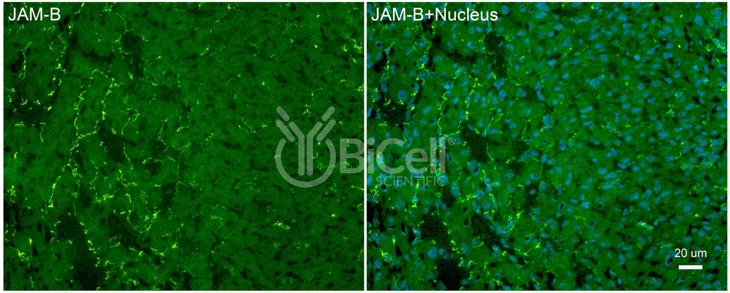 JAM-B (JAM2 or CD322) Antibody