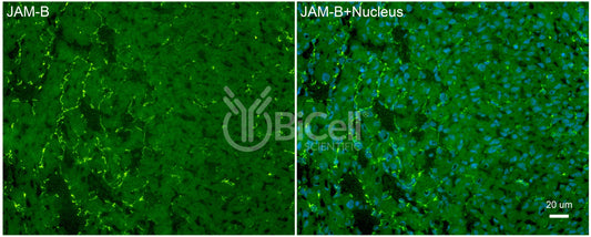 JAM-B (JAM2 or CD322) Antibody