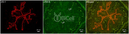 JAM-B (JAM2 or CD322) Antibody - FFPE Validated
