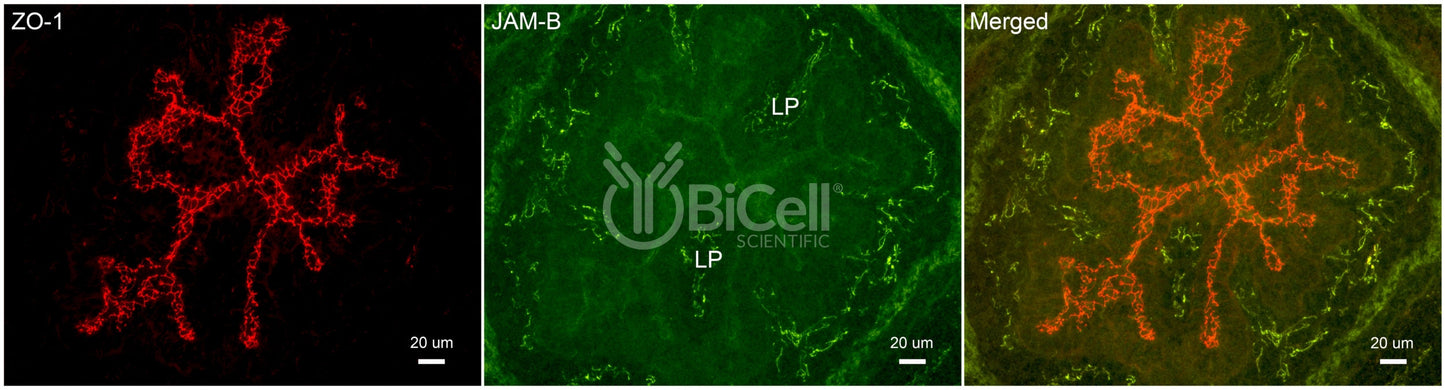 JAM-B (JAM2 or CD322) Antibody