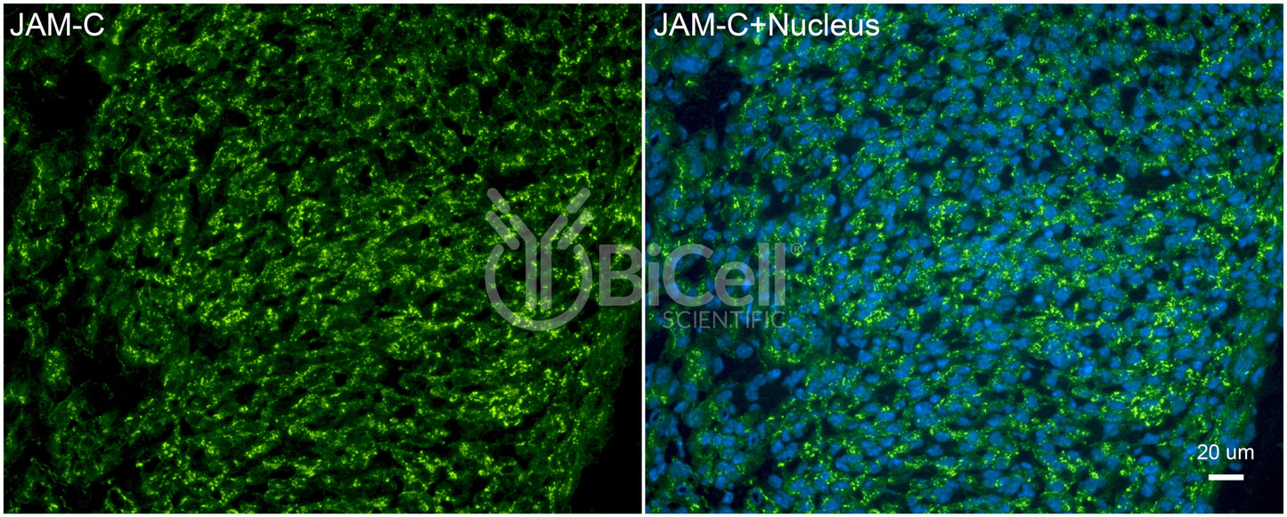 JAM-C (JAM3) Antibody - Western Blot Validated